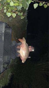 Leather Carp