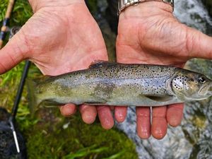 Brown Trout