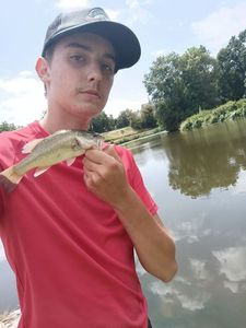 Largemouth Bass
