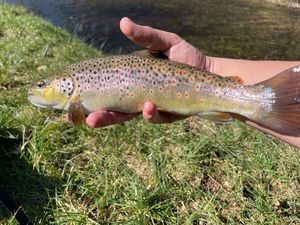 Brown Trout