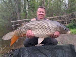 Common Carp