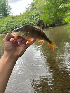 European Perch