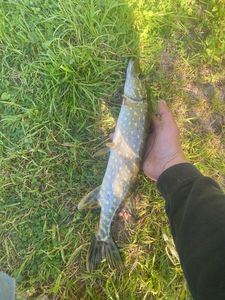 Northern Pike