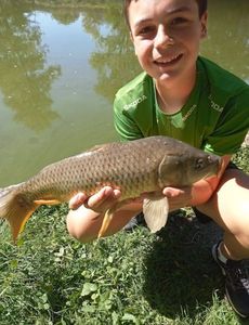 Common Carp