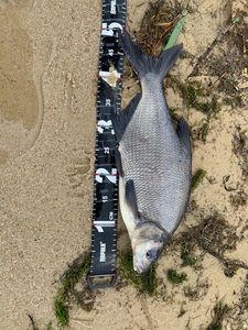 Common Bream