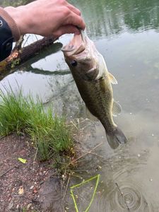 Largemouth Bass