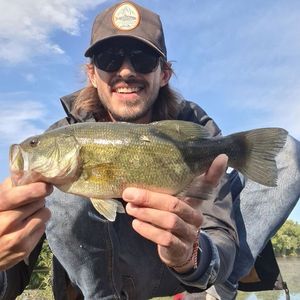 Largemouth Bass