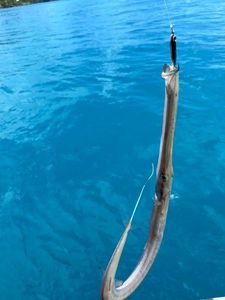 Trumpetfish