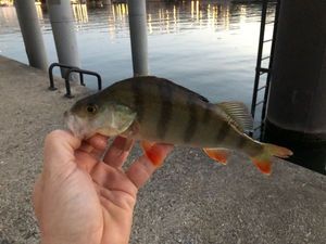 European Perch