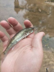 Zander