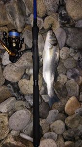 European Bass (Seabass)