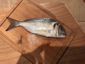 Gilthead Seabream