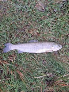 Rainbow Trout