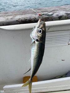 Cape Horse Mackerel