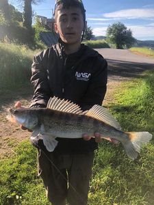 Zander