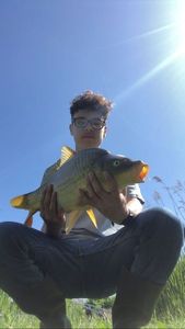 Common Carp
