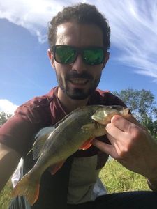 European Perch