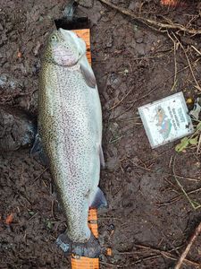 Rainbow Trout