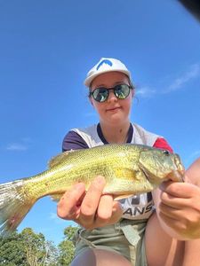 Largemouth Bass
