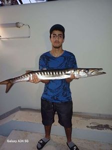 Great Barracuda