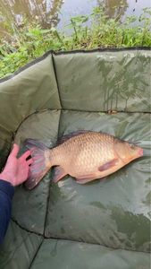 Poisson hybride 