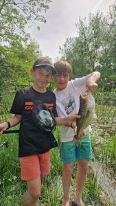 Largemouth Bass