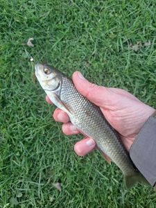 Common Dace