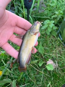 Black Bullhead