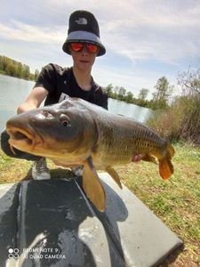Mirror Carp