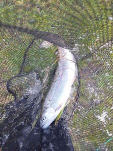 Rainbow Trout