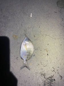 White Seabream