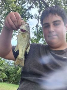 Largemouth Bass