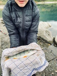 European Perch