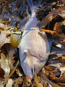 Black Seabream