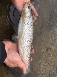 Brown Trout