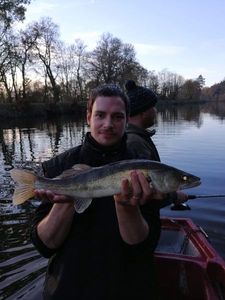 Zander