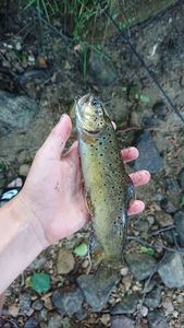 Brown Trout