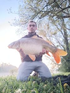Common Carp