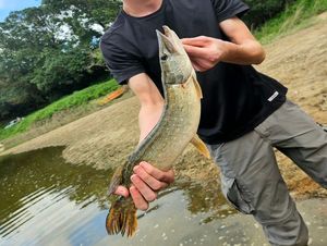 Northern Pike