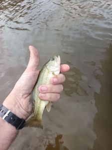 Largemouth Bass
