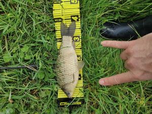 Crucian Carp