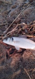 European Bass (Seabass)