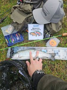 Rainbow Trout