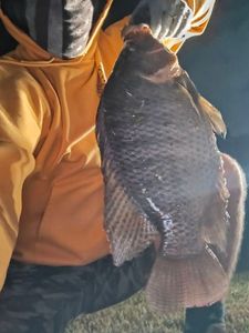 Nile Tilapia
