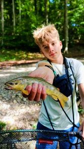 Brown Trout