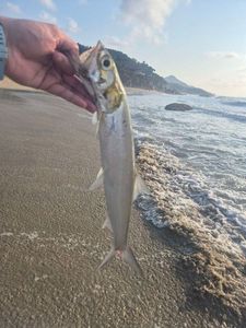 Ladyfish