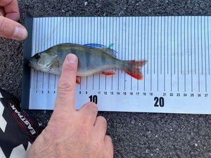 European Perch