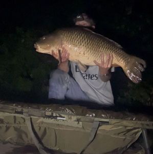 Common Carp