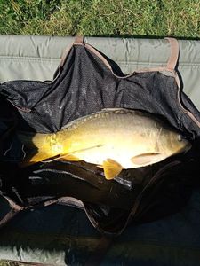 Leather Carp