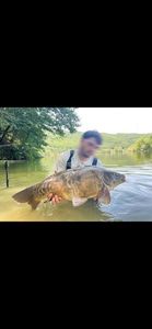 Mirror Carp